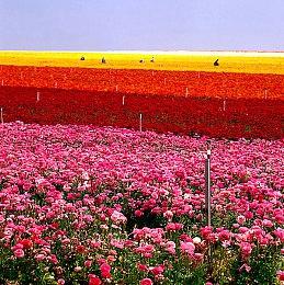 2026年年初发布？ 《明日方舟：终末地》亮相苹果发布会